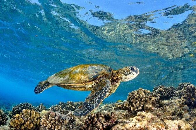 Oahu Circle Island Tour with Turtle Snorkeling— Small-Groups - Kualoa Point and Mokoli’i: the Jurassic Park photo you do not have to hunt for