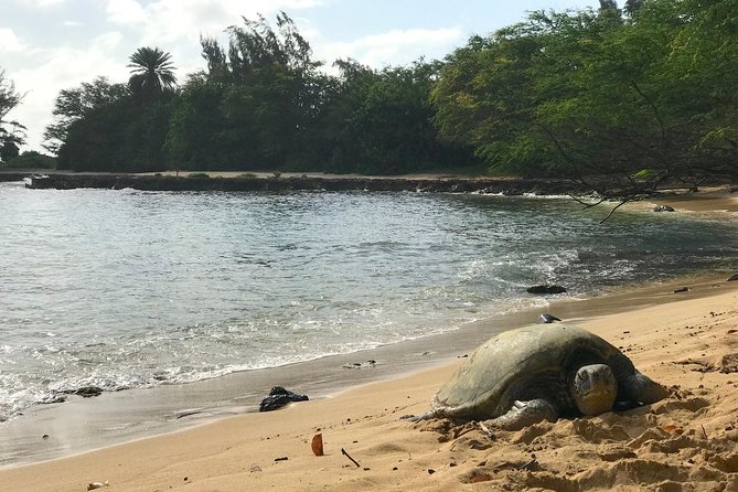 Oahu Customizable Private Community Service Voluntourism Offer - South Shore Start: Volcanic Views, Snorkeling, and Blue Hawai’i Moments