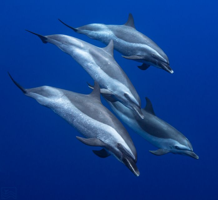 Oahu: Dolphin Swim and Turtle Snorkel Excursion in Waianae - Key Things That Make This Tour Worth Your Time