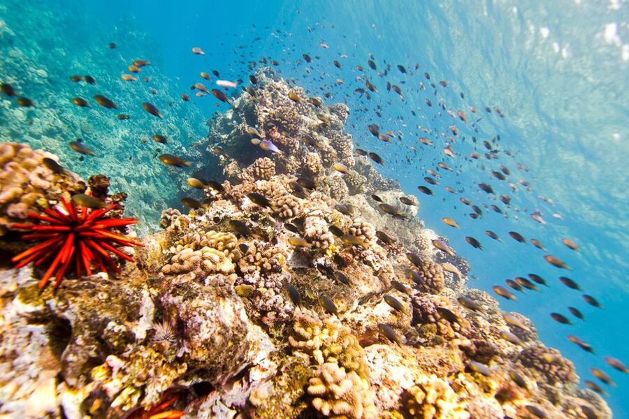 Oahu: Dolphin Swim and Turtle Snorkel Excursion in Waianae - Who This Tour Fits Best (and Who Should Rethink It)