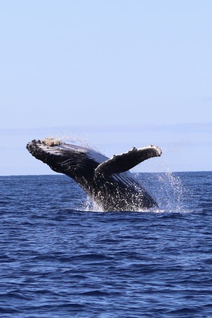 Oahu: Dolphin Swim and Turtle Snorkel Excursion in Waianae - A 32-Foot Waianae Boat Trip for Wild Dolphins, Turtle Snorkel, and Reef Fish