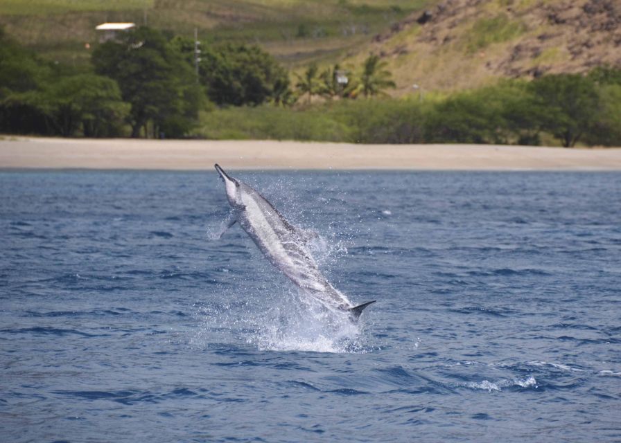 Oahu: Dolphin Swim and Turtle Snorkel Excursion in Waianae - Getting to Waianae: Hotel Pickup That Sets the Pace