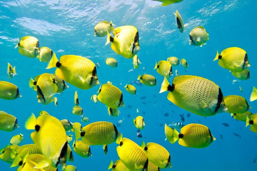 Oahu: Dolphin Swim and Turtle Snorkel Excursion in Waianae - The Safety Briefing in Waianae: Quick Rules That Pay Off Later