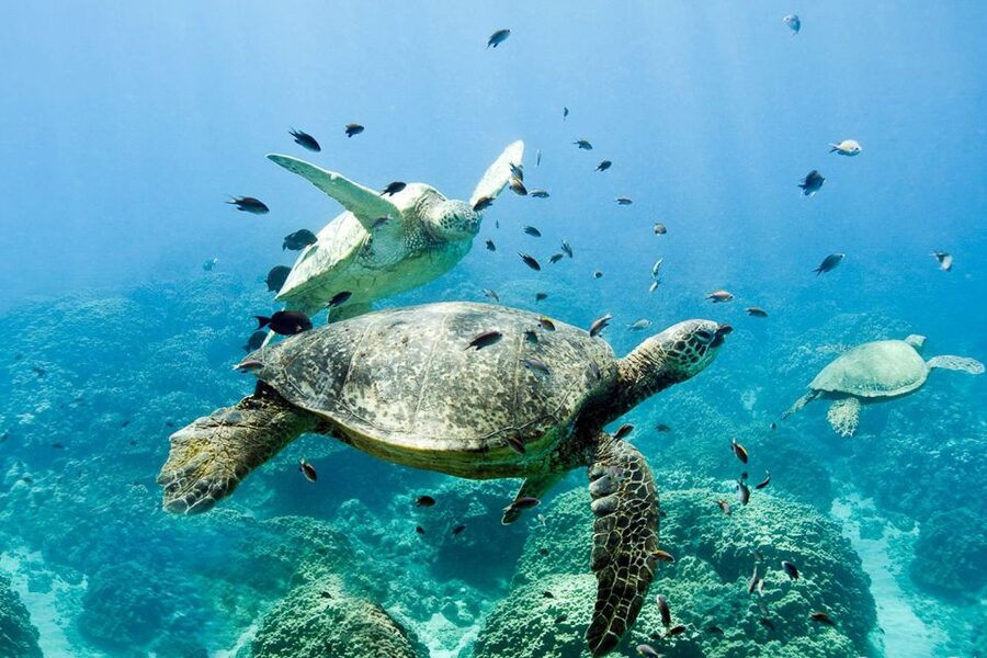 Oahu: Dolphin Swim and Turtle Snorkel Excursion in Waianae - Swimming With Dolphins: A Maybe, and That Is the Point