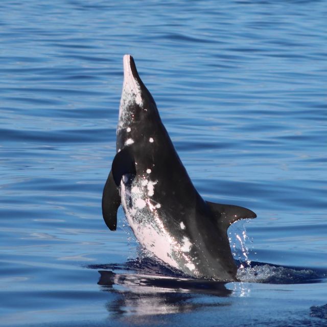 Oahu: Dolphin Swim and Turtle Snorkel Excursion in Waianae - The Included Lunch and On-Boat Comfort That Makes the Day Easier