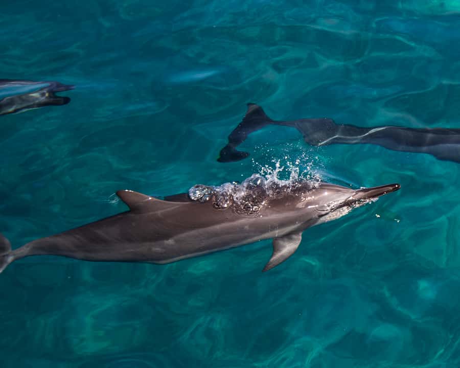 Oahu: Dolphin Watching & Turtle Snorkeling with Waterslide - Key things I’d circle before you book