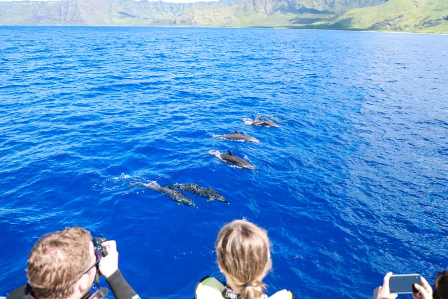 Oahu: Dolphin Watching & Turtle Snorkeling with Waterslide - Snorkeling With Turtles: Gear, Water Time, and What to Expect