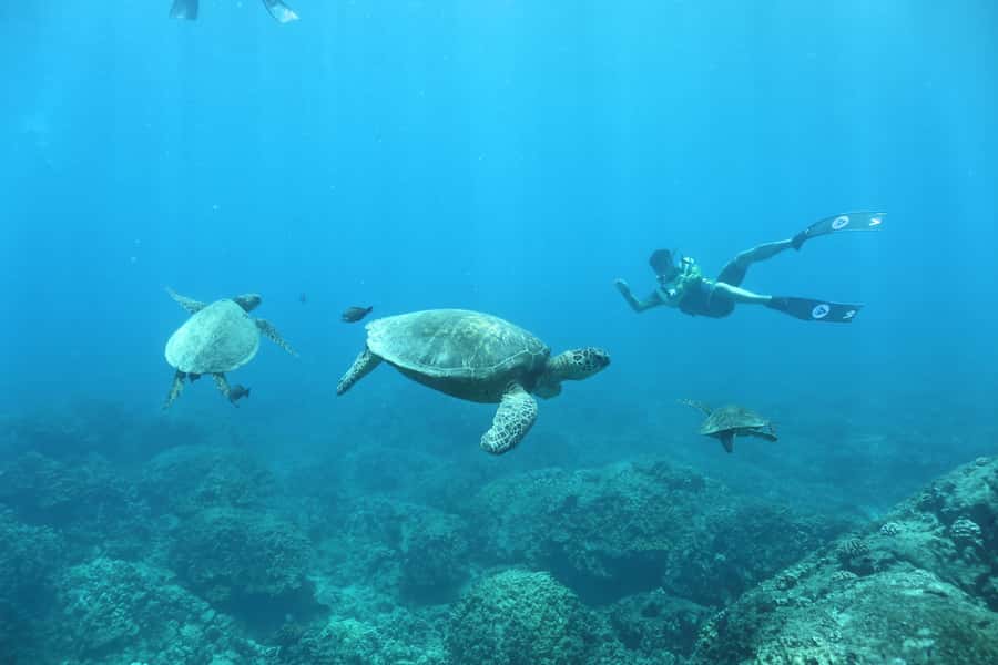 Oahu: Dolphin Watching & Turtle Snorkeling with Waterslide - The Crew Factor: Names You Might Hear and Why It Matters