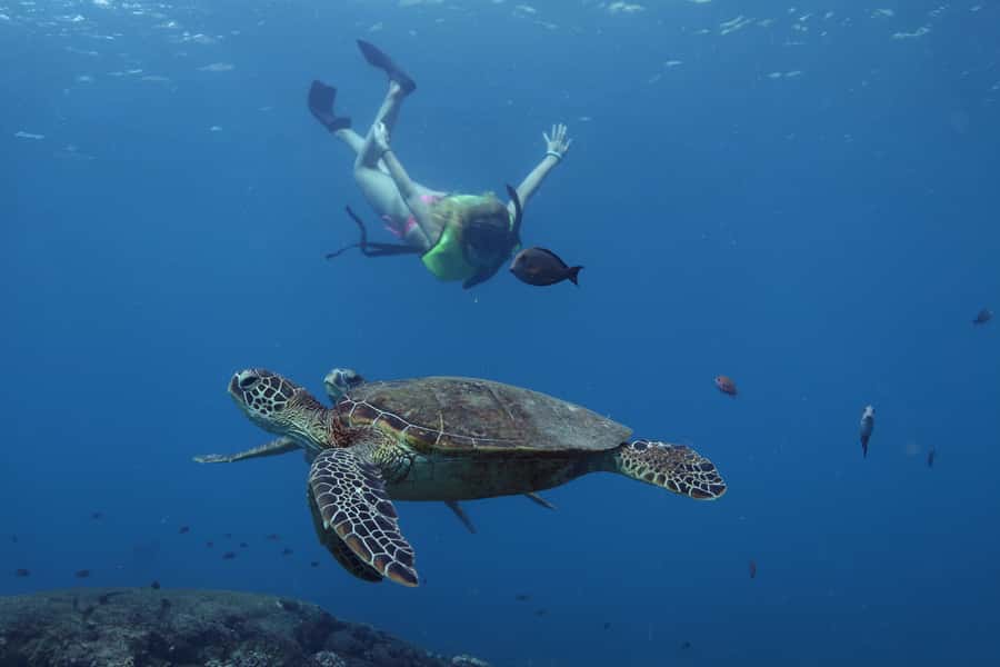Oahu: Dolphin Watching & Turtle Snorkeling with Waterslide - Getting to the Harbor: Shuttle Options and Self-Drive Parking