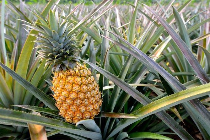 Oahu Grand Circle Island: Discover the Heart & Soul of Hawaii - Laie Mormon Temple gardens and Byodo-in Temple timing reality