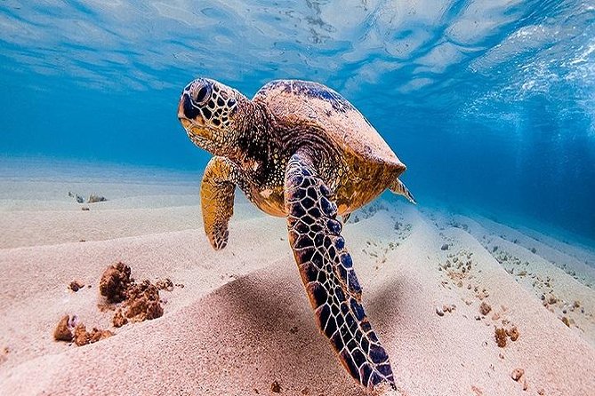 Oahu Grand Circle Island Tour Departing from Waikiki - Price and Logistics: What $102 Really Covers