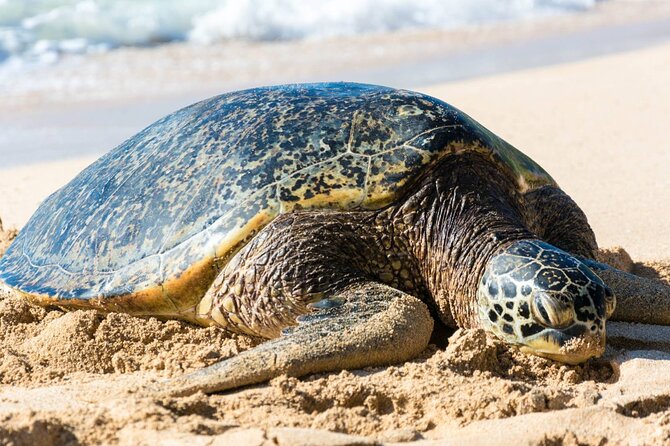Oahu: Grand Tour Around Island 16 Locations plus Snorkeling - Pickup and Timing: 7:00 am Sets the Tone