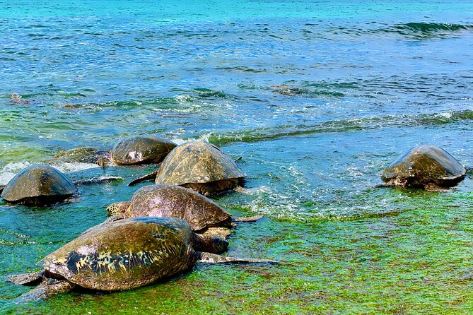 Oahu Guided Circle Island Tour, Swim w/ Turtles, Dole, Blowhole - Mokolii (Chinaman’s Hat) and Kualoa Ranch Movie-Spotting