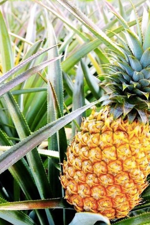 Oahu: Guided Tour of North Shore and Waimea Botanical Garden - Food Stops That Actually Fit the Day: Shaved Ice, Fruit, and Shrimp