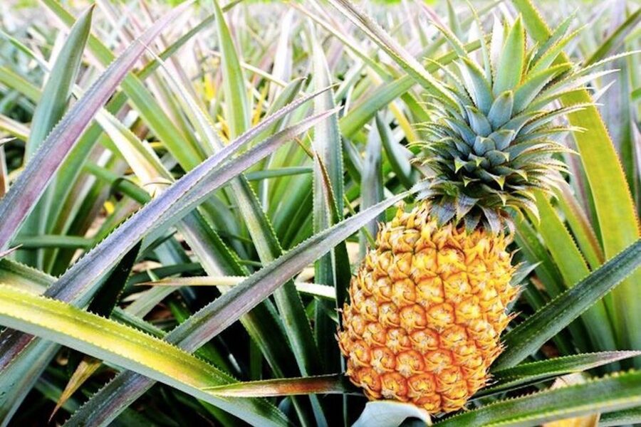 Oahu: Guided Tour of North Shore and Waimea Botanical Garden - Waikiki Pickup, East End Stops, and Getting Your Bearings