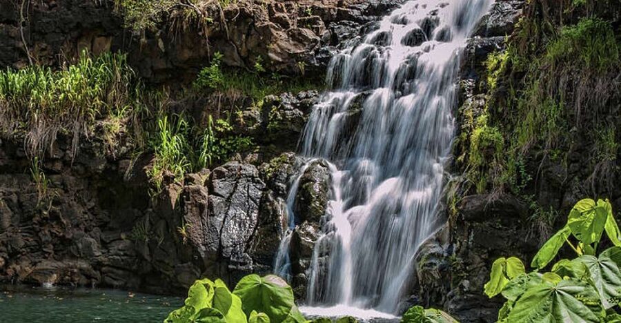 Oahu Hidden Gems & Waimea Botanical Garden/Waterfall tour - Waimea Valley Botanical Garden Waterfall Swim, Done the Right Way