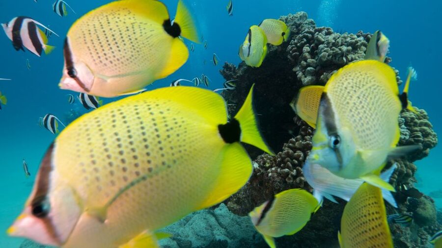 Oahu: Honolulu Turtle Canyon Snorkeling Tour - Key things I found most useful
