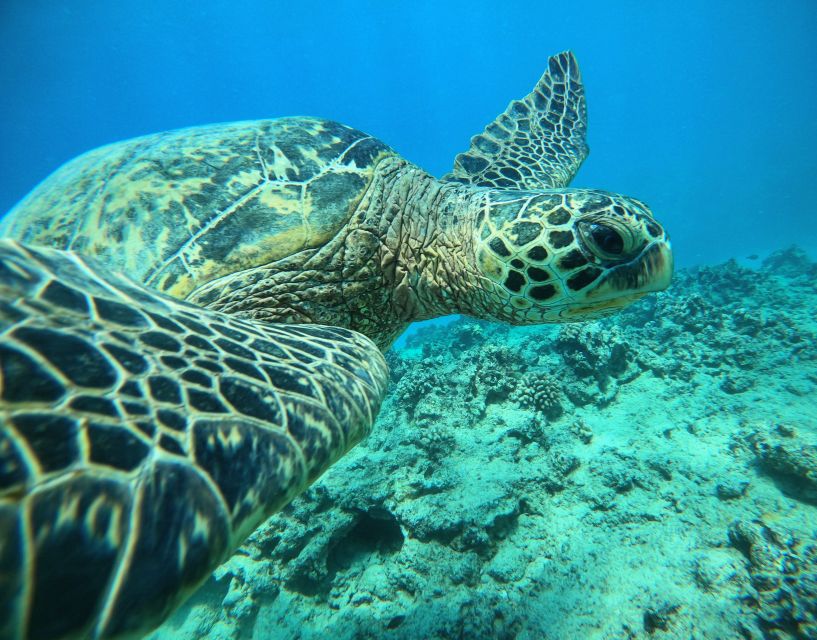 Oahu: Honolulu Turtle Canyon Snorkeling Tour - Turtle Canyon near Waikiki: the payoff is real