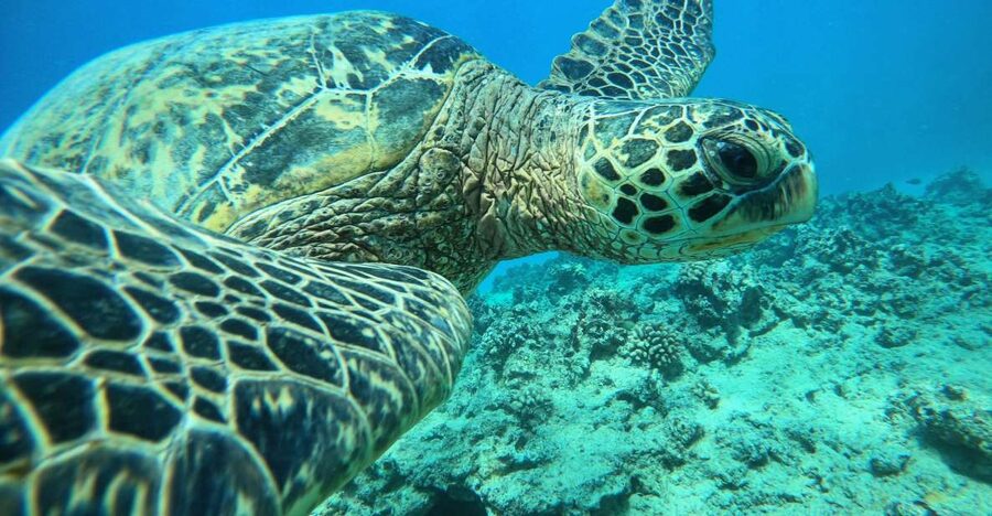 Oahu: Honolulu Turtle Canyon Snorkeling Tour - The 3-hour rhythm: warm-up, snorkel time, and back to Waikiki