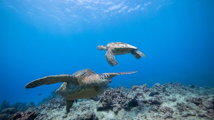 Oahu: Honolulu Turtle Canyon Snorkeling Tour - Price and value: is $138 worth it?