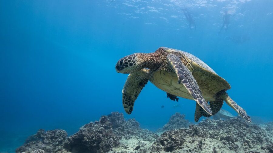Oahu: Honolulu Turtle Canyon Snorkeling Tour - Check-in at Ala Moana and getting kitted up fast