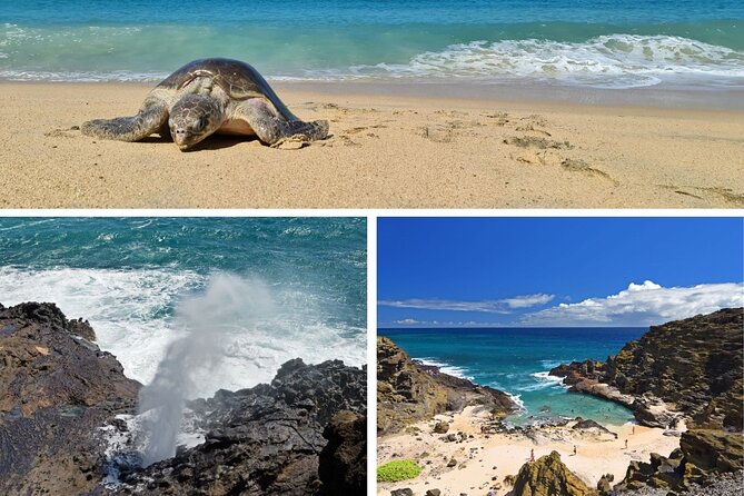 Oahu Island Tour: 13 ppl Max, Snorkel at Turtle Beach + Lunch - A packed Oahu checklist, with a small-group pace