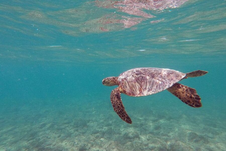 Oahu: Kailua Guided Kayak Excursion with Lunch - Kailua kayaking, Popoia Island, and that special feeling of being close