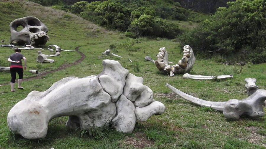Oahu: Kualoa Movie Sites, Jungle, and Buffet Tour Package - Who should book this Kualoa Ranch package