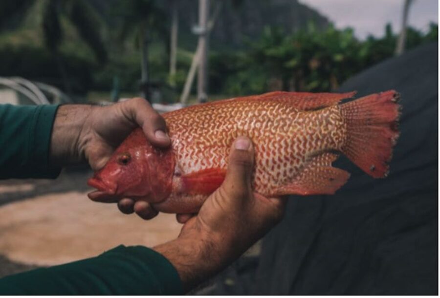 Oahu: Kualoa Movie Sites, Jungle, and Buffet Tour Package - Final verdict: book or skip this Kualoa Movie Sites, Jungle, and Buffet Tour