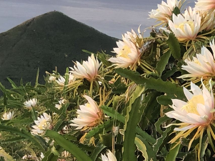 Oahu: Manoa Falls Hike and east side beach day - Macadamia Farm Stop: A Tasty Pause That Adds Local Flavor
