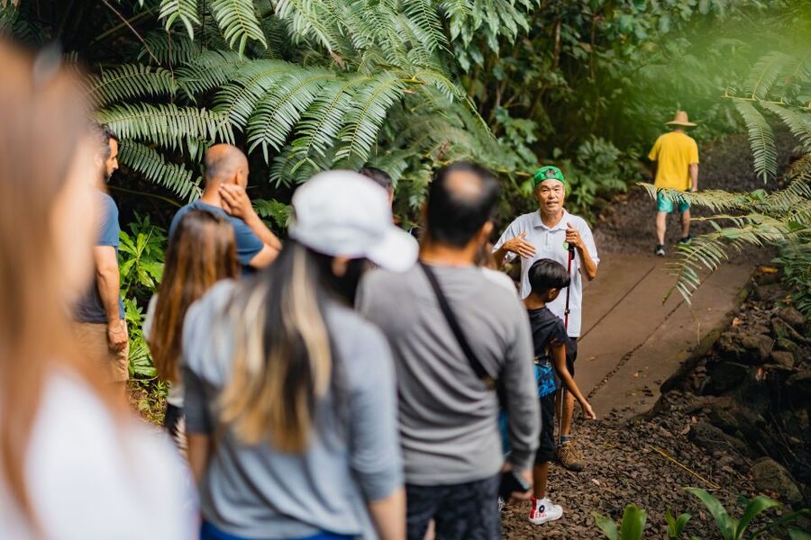 Oahu: Manoa Falls Waterfall Hike with Lunch and Transfers - Price and Value: Is $119 Worth It?