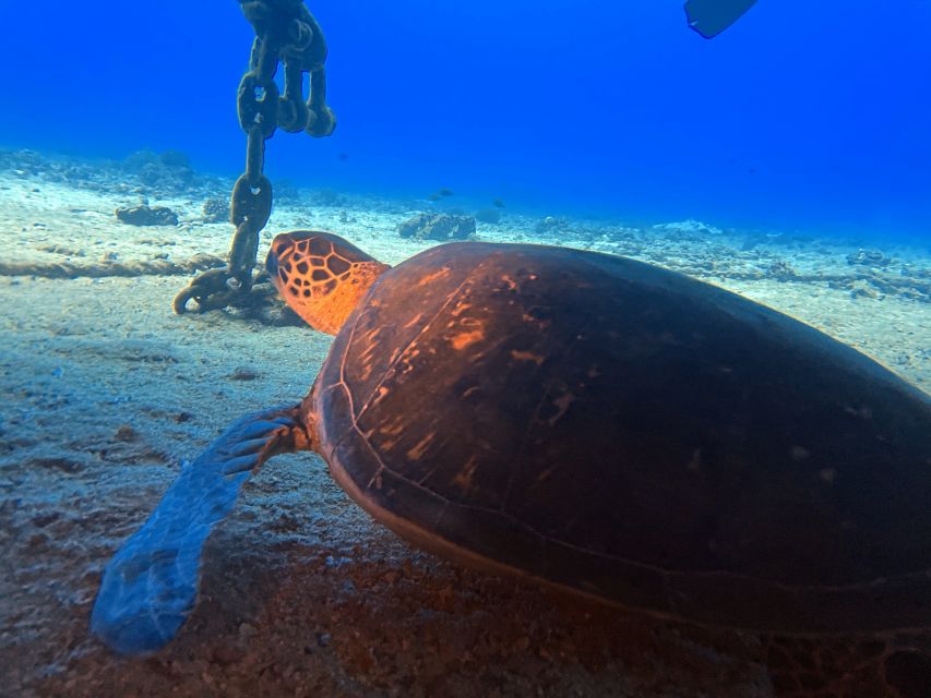 Oahu Night Dive: Adventure for Certified Divers - Key highlights worth your attention