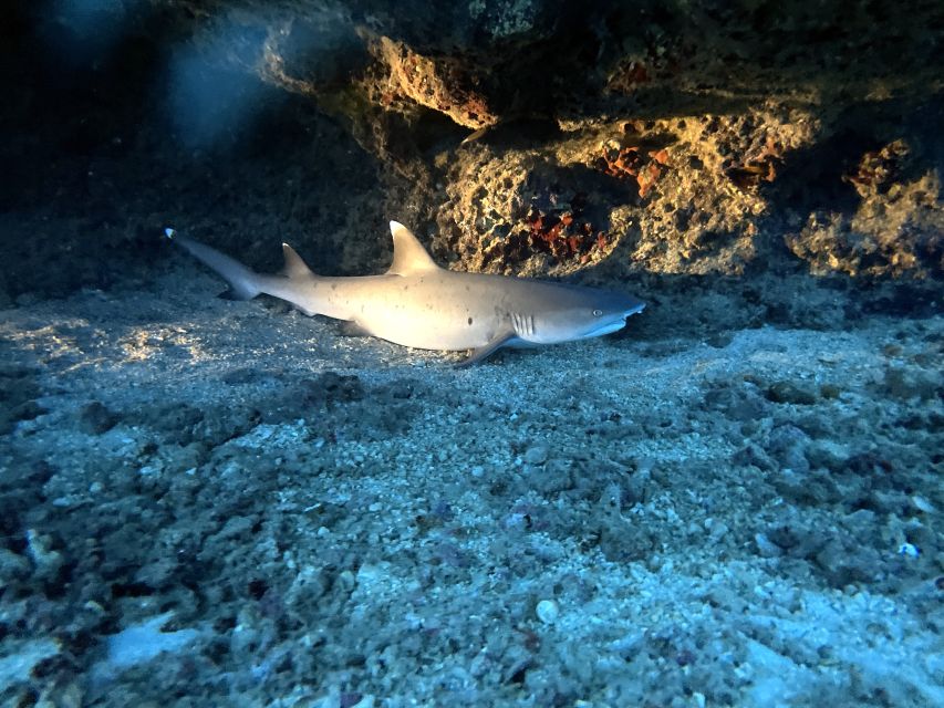 Oahu Night Dive: Adventure for Certified Divers - The twilight session: reef transition and the life that shifts with the light