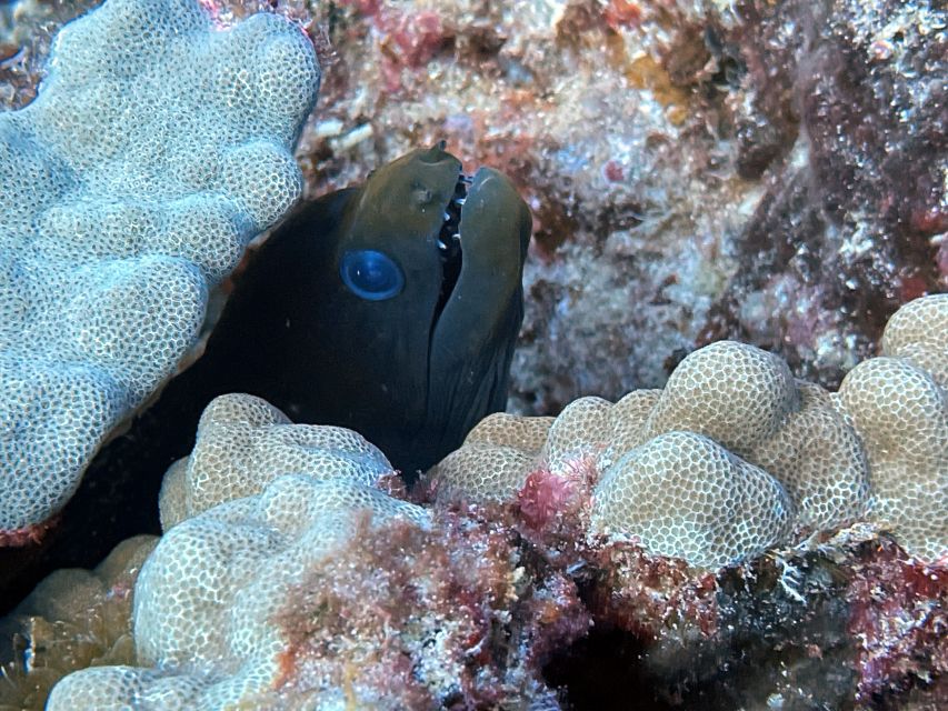 Oahu Night Dive: Adventure for Certified Divers - The full-dark session: why the included underwater lights matter