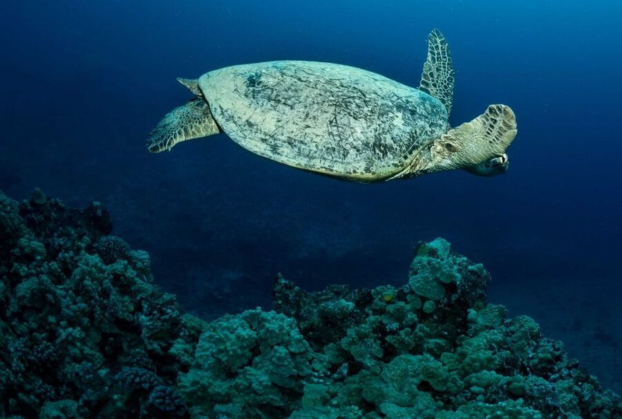 Oahu Night Dive: Adventure for Certified Divers - Price and value: is $248 per person fair for what you actually get?