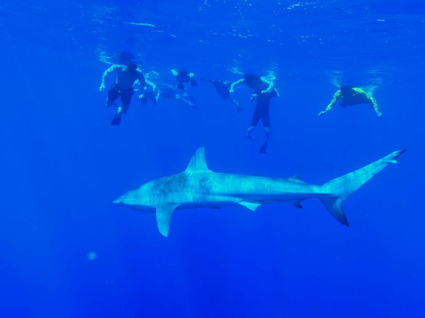 Oahu: North Shore Cageless Shark Snorkeling Tour - Key Highlights You’ll Actually Care About