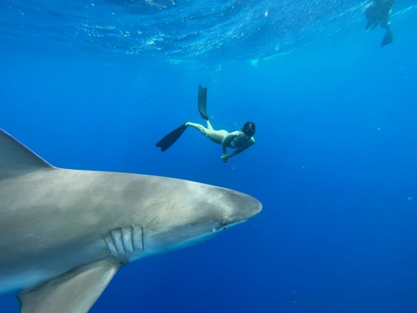 Oahu: North Shore Cageless Shark Snorkeling Tour - North Shore, Cageless Sharks, and a Safety Diver in Your Lane
