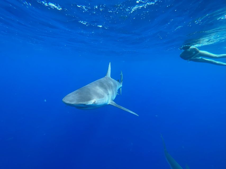 Oahu: North Shore Cageless Shark Snorkeling Tour - Boat Cruise Off the North Shore: Scenic Views Plus Wildlife Spotting