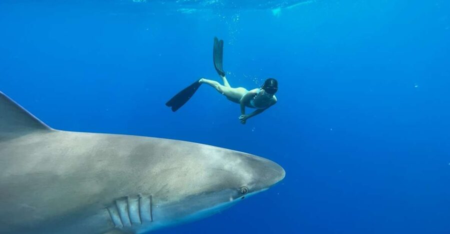 Oahu: North Shore Cageless Shark Snorkeling Tour - The Safety Briefing That Makes Cageless Feel Doable