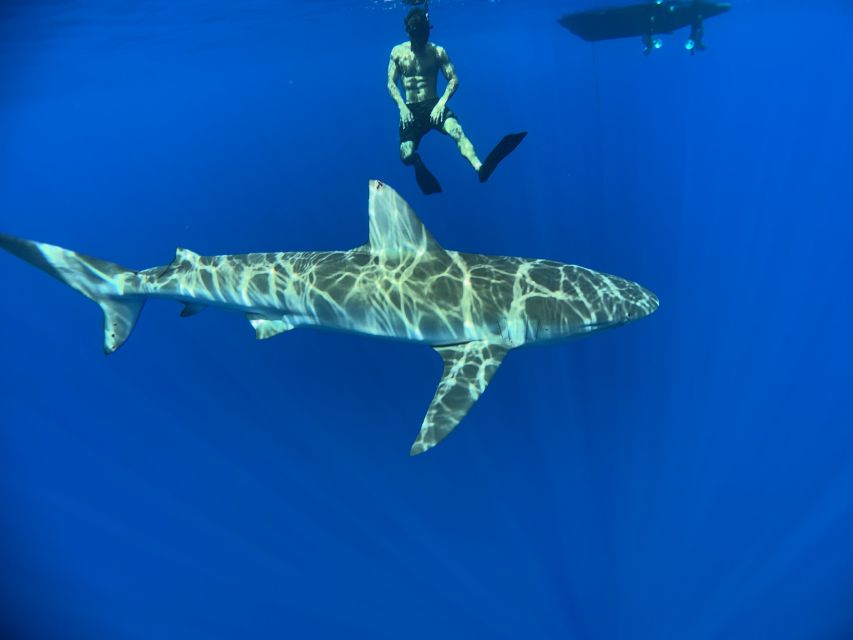 Oahu: North Shore Cageless Shark Snorkeling Tour - Which Sharks and Turtles Are Possible, and Why That Variety Matters