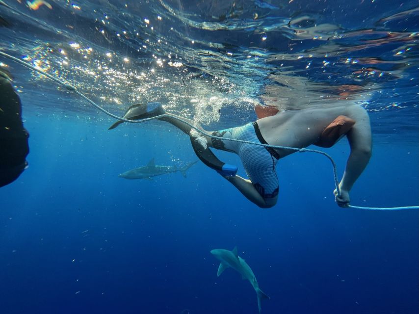 Oahu: North Shore Cageless Shark Snorkeling Tour - How Rough It Can Get: A Realistic Look at Comfort and Timing