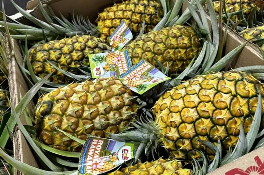 Oahu: North Shore Dole Pineapple Farm Tour - Key highlights worth your attention