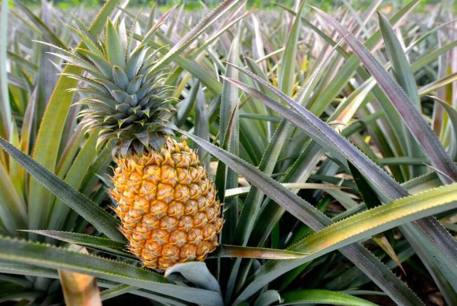 Oahu: North Shore Dole Pineapple Farm Tour - From Waikiki pickup to the North Shore mindset