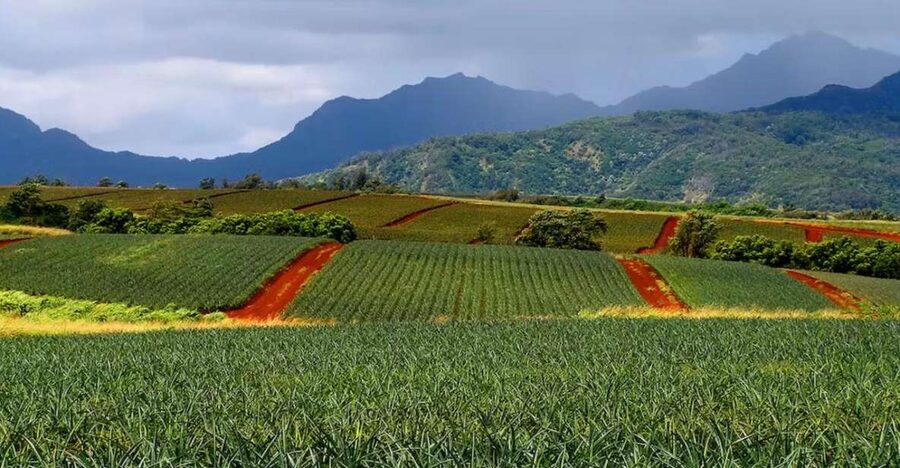 Oahu: North Shore Dole Pineapple Farm Tour - Inside the Dole Pineapple fields and pack house