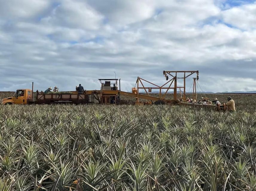 Oahu: North Shore Dole Pineapple Farm Tour - Old Haleiwa Town and shaved ice, then macadamia under a banyan