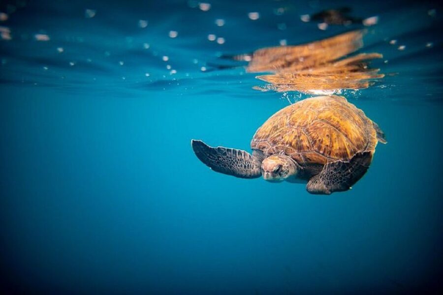 Oahu: North Shore Haleʻiwa: Private Boat Charter - Private Boat Charter Value: $1,200 for Up to 18 People
