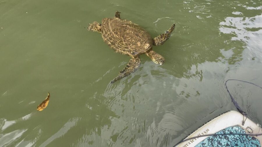 Oahu: North Shore Haleiwa Paddleboard River Adventure - Price and value: why $34 works here