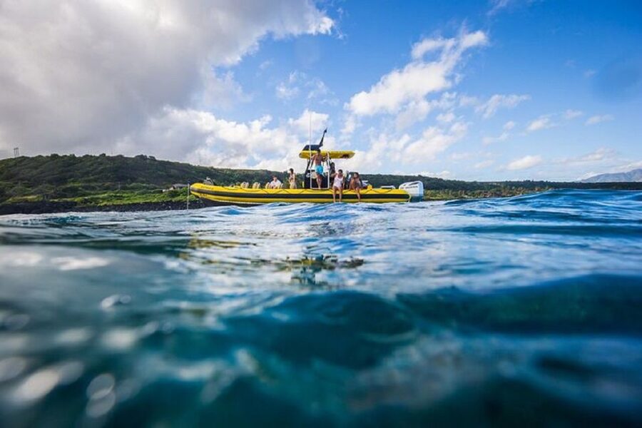 Oahu: North Shore Marine Life Tour from Haleiwa - Marine life checklist: what you might see and when