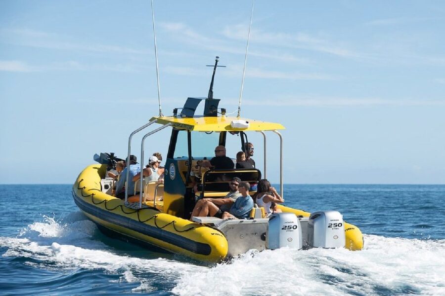 Oahu: North Shore Marine Life Tour from Haleiwa - Ka’ena coastline views and the surf spots you can actually point at