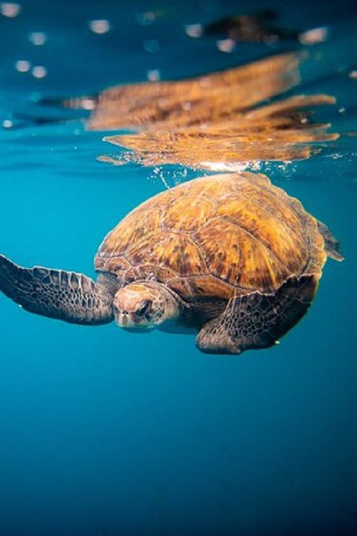 Oahu: North Shore Snorkeling Tour from Haleiwa - From Haleiwa Harbor to Waimea Bay, what the Rambo II ride is really like